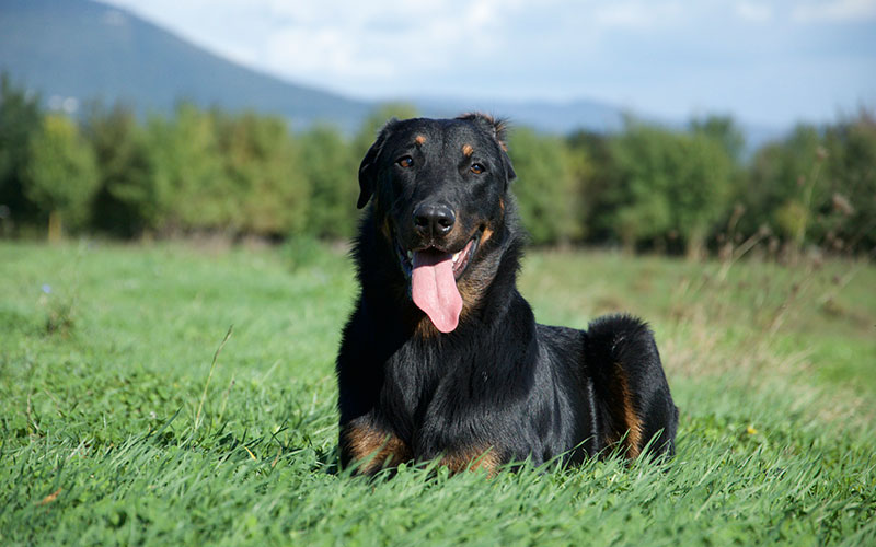 Toscanapetfriendly-Vacanze-in-campagna