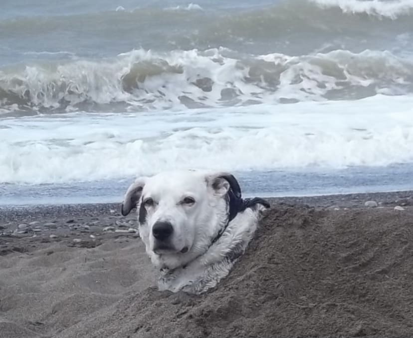 Spiaggia per cani Mortelliccio